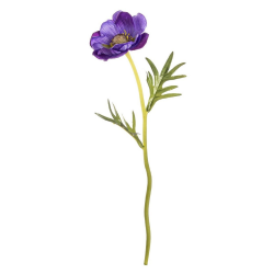 ANEMONE VIOLETTA 30 CM